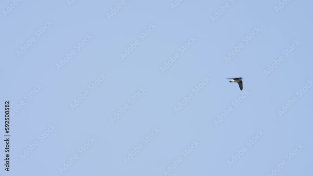 asian house martin in flight asian house martin in flight