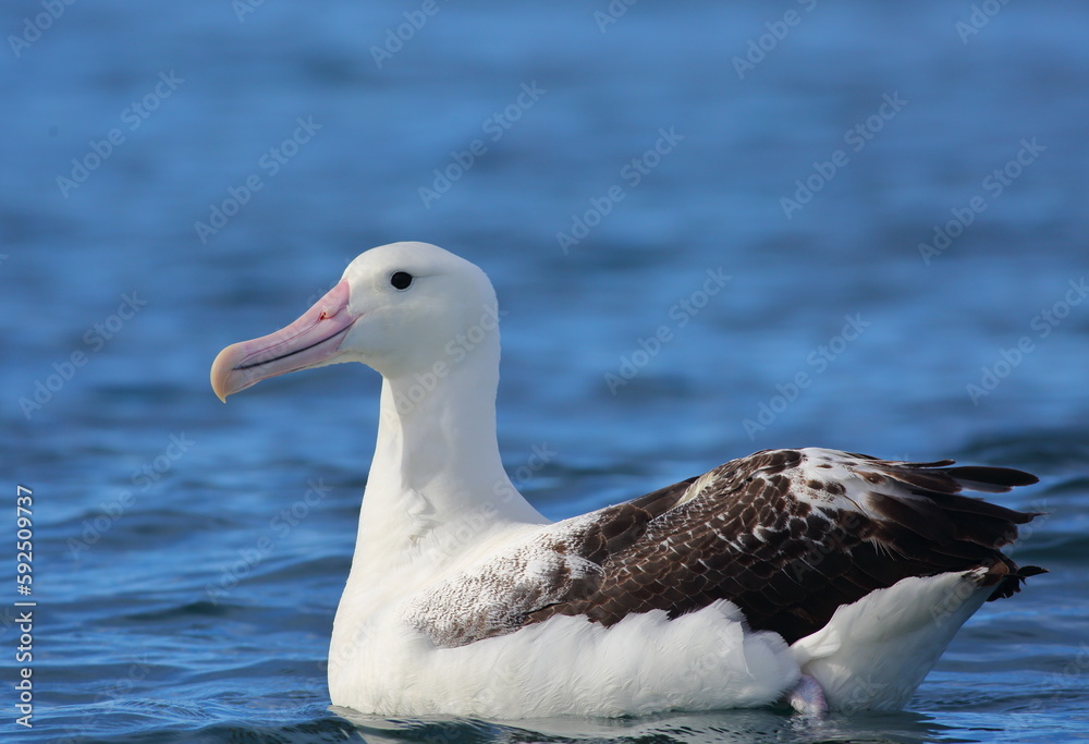 Fototapeta premium Close up view of an adult Royal Albatross (Diomedea epomophora) swimming in the South Pacific Ocean, with blue sea background; Taiaroa Head, Otago Peninsula, New Zealand