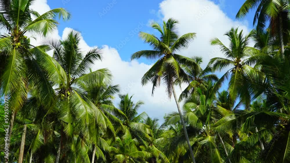 Tall palm trees with lush and beautiful foliage Tall palm trees with lush and beautiful foliage