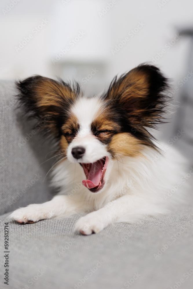 Little white dog yawn on grey sofa