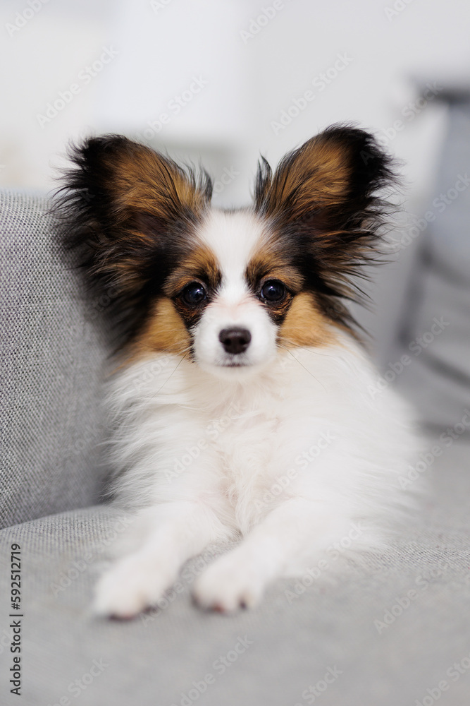 Puppy of papillon lying on grey sofa at home Puppy of papillon lying on grey sofa at home