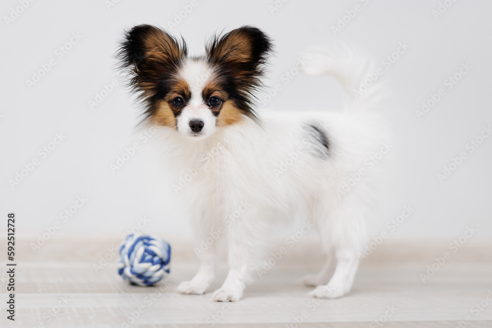 Puppy of tricolor papillon standing on floor with toy