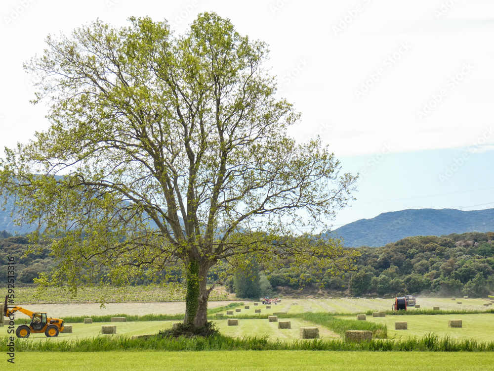Magnificent landscape in the Alpilles in Provence in France with a beautiful and large tree that stands in the middle of meadows on which agricultural machinery is working to produce bales of hay