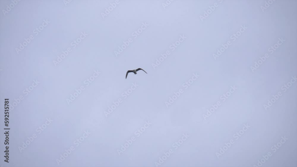 Isolated Seagull Flying Against Grey Overcast Sky, Low Angle SLOMO. Isolated Seagull Flying Against Grey Overcast Sky, Low Angle SLOMO.