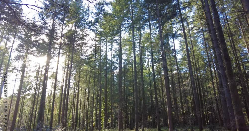 Beautiful tall pine trees captured with panning right shot with sunlight streaming through Beautiful tall pine trees captured with panning right shot with sunlight streaming through