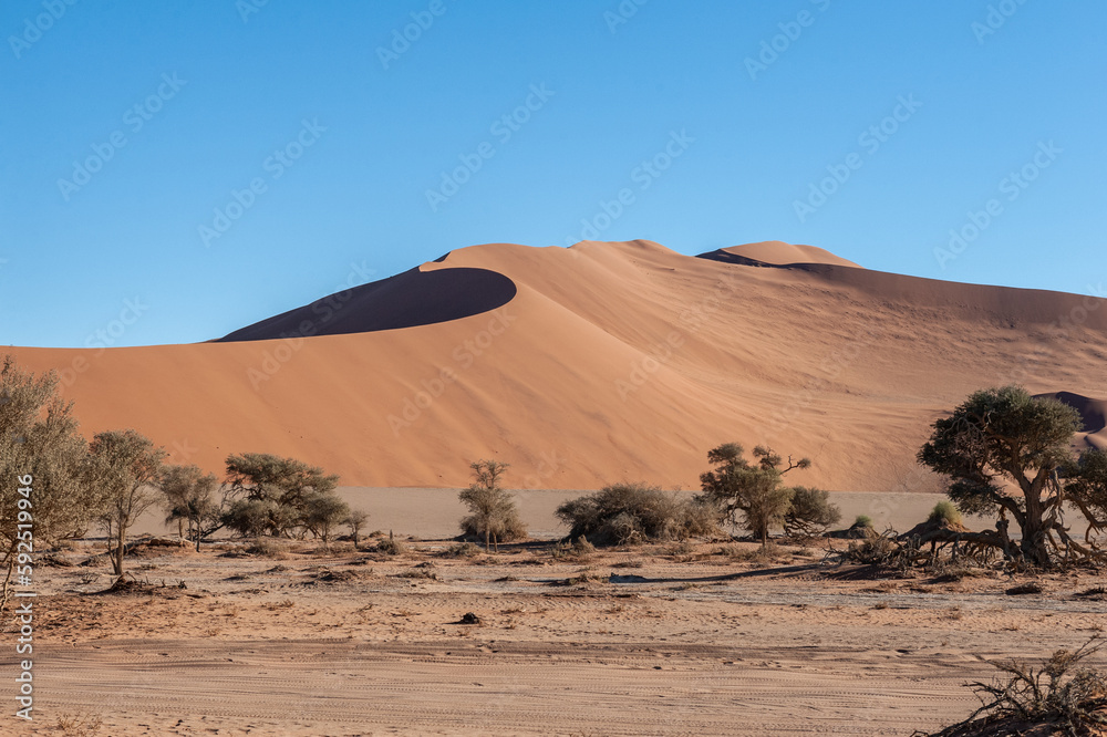 Landscape shot of the sand dunes and scattered trees near Sossusvlei, Namibia