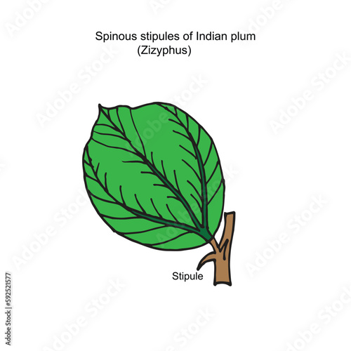 Spinous stipules of Indian plum,zizyphus, the stipules become modified two sharp spines, one on each side of leaf base, protection of leaves from herbivorous animals, botany illustration photo