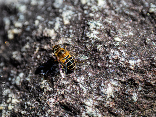 岩の上のミツバチ