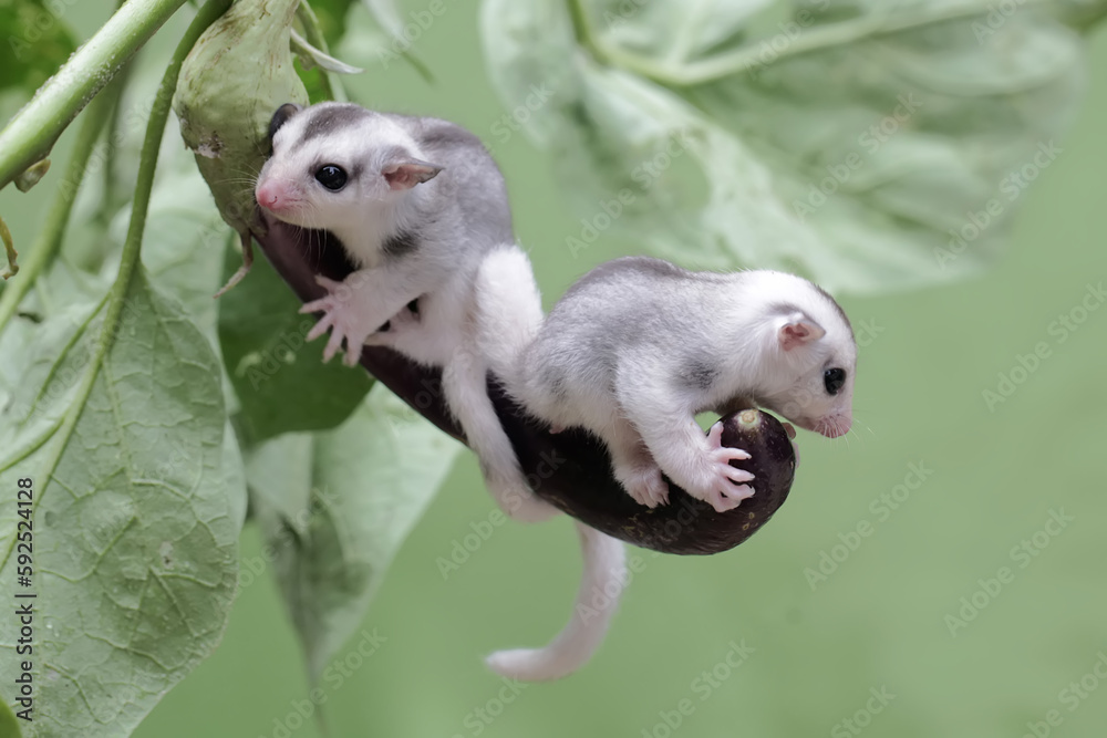 Two young sugar gliders resting on a purple eggplant. This marsupial