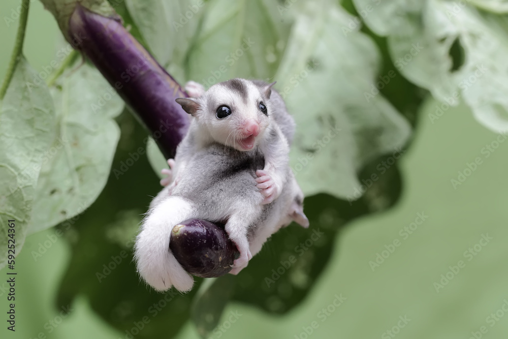 Two young sugar gliders resting on a purple eggplant. This marsupial
