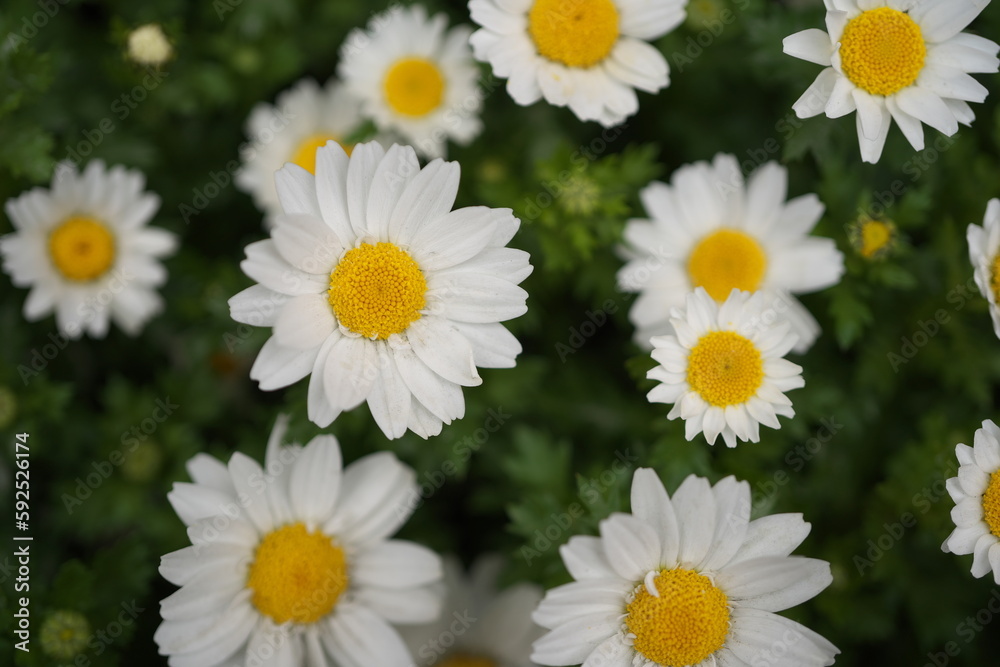 Fototapeta premium 春・デージーの花