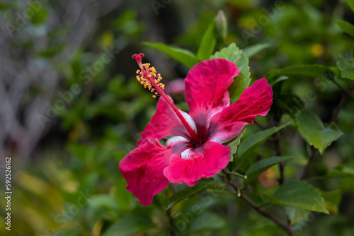 Red hibiscus flower on green background in tropical garden