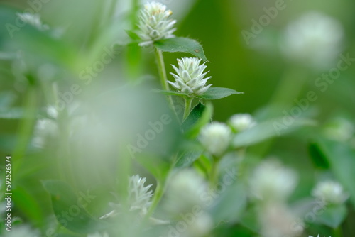 close up of weeds. alternanthera philoxeroides is Alligator weeds grow as wild shrubs on the ground. This image is suitable for background or wallpaper. macro photography. wild grass flowers. © Ika