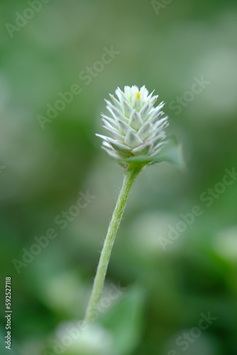 close up of weeds. alternanthera philoxeroides is Alligator weeds grow as wild shrubs on the ground. This image is suitable for background or wallpaper. macro photography. wild grass flowers.