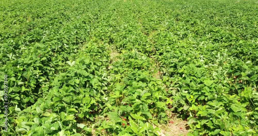 A drone flies over a green strawberry field. Fruit and berry plantations. Beautiful summer landscape. A drone flies over a green strawberry field. Fruit and berry plantations. Beautiful summer landscape.
