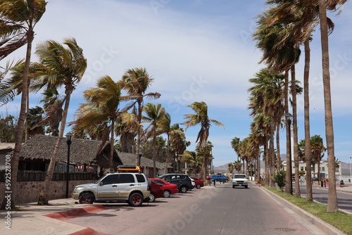 Palm trees in Loreto, Mexico © Frankie
