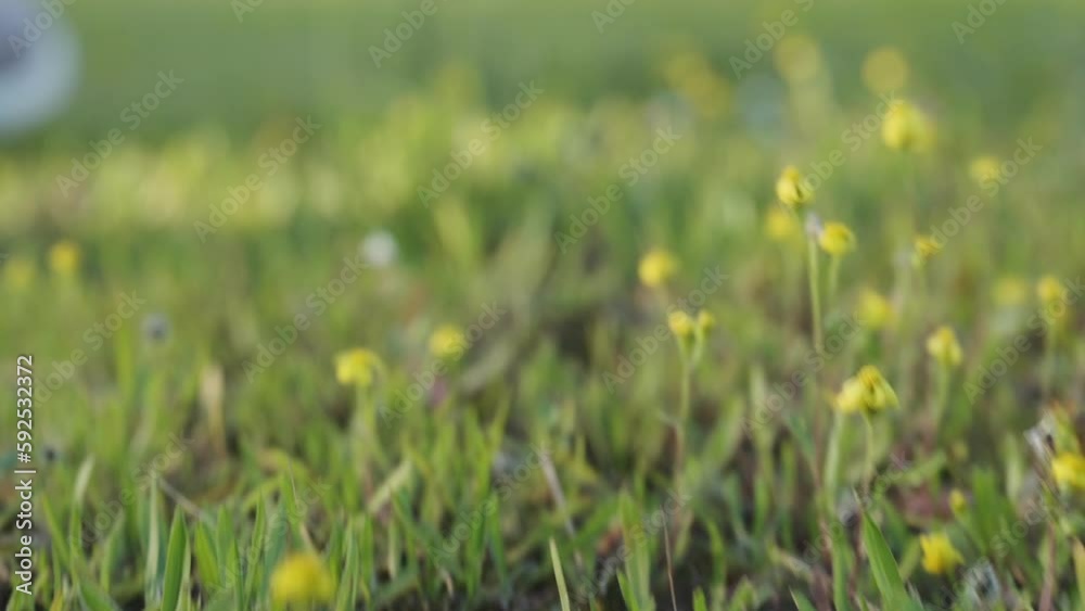 A young woman in pink sneakers and jeans walks on green grass and yellow flowers. Bottom view, slow motion. A young woman in pink sneakers and jeans walks on green grass and yellow flowers. Bottom view, slow motion.