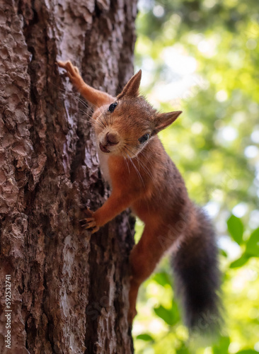 Portrait of a squirrel on a tree trunk in nature