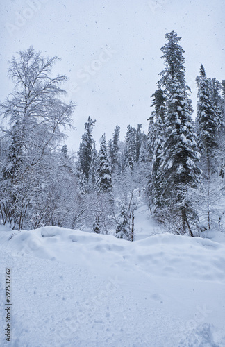 Winter forest road under heavy snow on the bank of Teletskoe lake. Iogach, Siberia, Russia © Serg Zastavkin