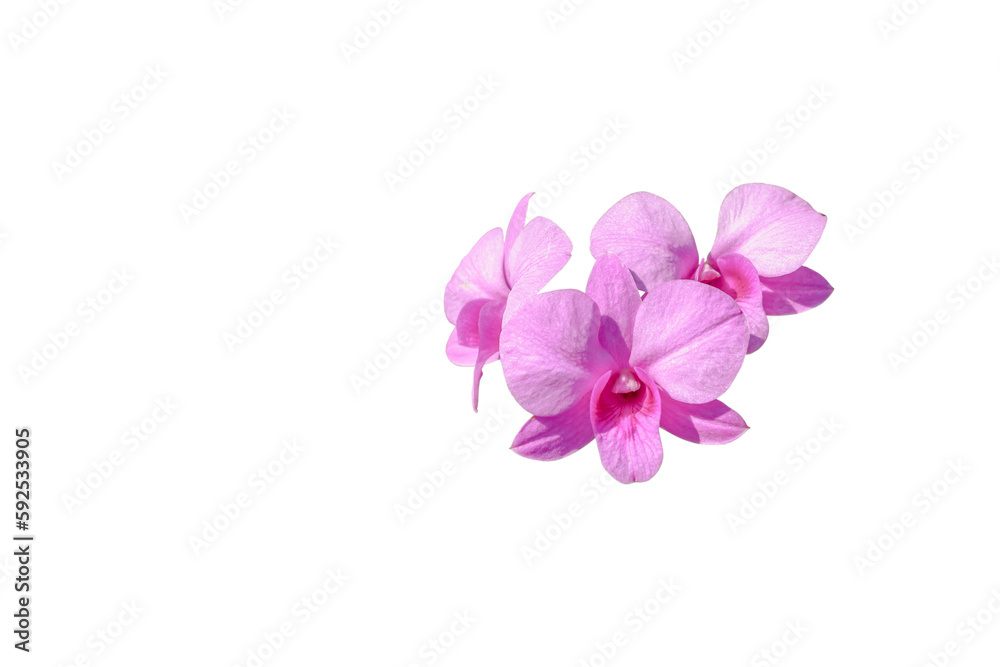 Pink orchid flower isolated on white background with clipping path for design.