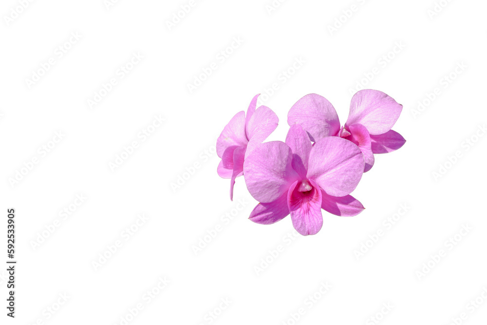Pink orchid flower isolated on white background with clipping path for design. Pink orchid flower isolated on white background with clipping path for design.