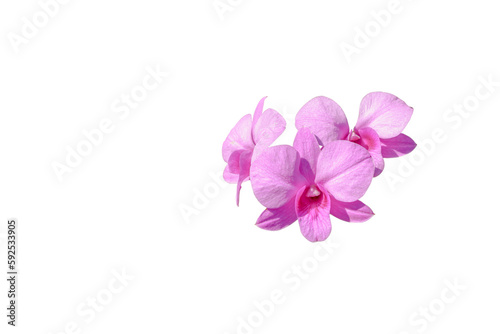 Pink orchid flower isolated on white background with clipping path for design.