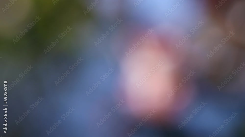 ピンクの木瓜(ボケ)の花のフォーカスインとフォーカスアウト ピンクの木瓜(ボケ)の花のフォーカスインとフォーカスアウト