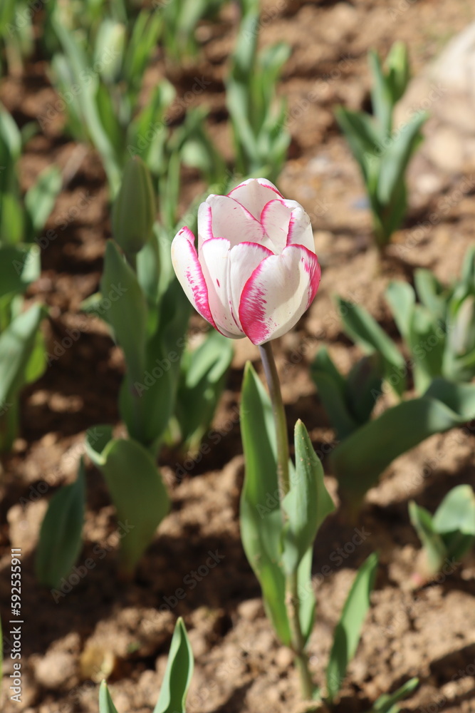 Spring season in Istanbul Gulhane Park, Tulip Spring season in Istanbul Gulhane Park, Tulip