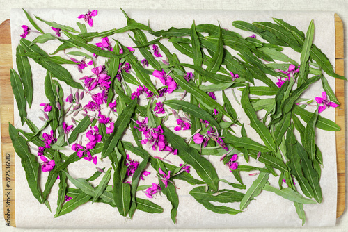 Fireweed green leaves drying, green leaf of ivan chai on wood and textile tablecloth. Top view healthy herbs and dry wild flowering willow-herb, process preparation herbal tea from kiprei.