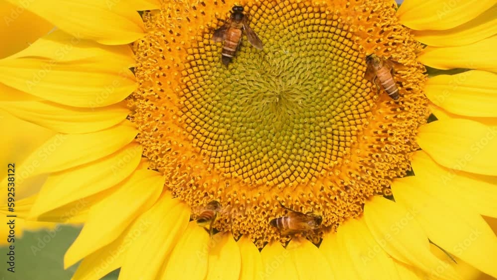 A busy honeybee gathering sweet nectar from a vibrant sunflower, highlighting the crucial role of bees in pollination and supporting plant growth