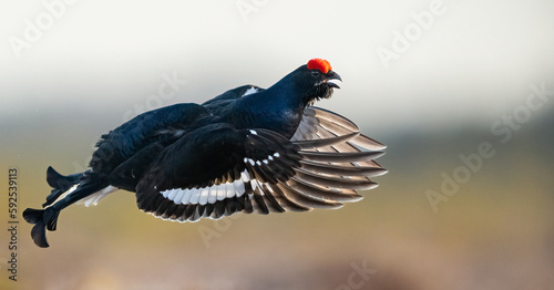Black grouse in flight in the bog, forest in the background