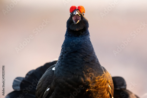 Black grouse shouting closeup photo