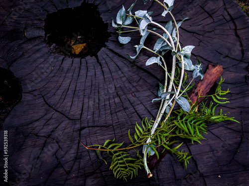 Assorted Bouquet of Eucalyptus Leaves, Bark and Greenery Displayed Atop a Dark Eucalyptus Tree Trunk Dampened by the Rain