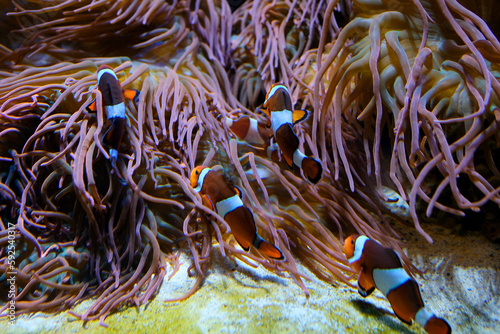 fish swimming on bottom with algae beautiful background soothing music falling relax screen saver space for text marine ocean life Amphiprion ocellaris clownfish Nemo Vancouver Aquarium, BC, Canada