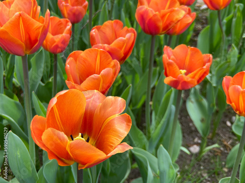 bunch of orange bright tulips