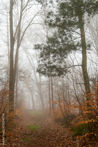 Waldweg bei Nebelwetter