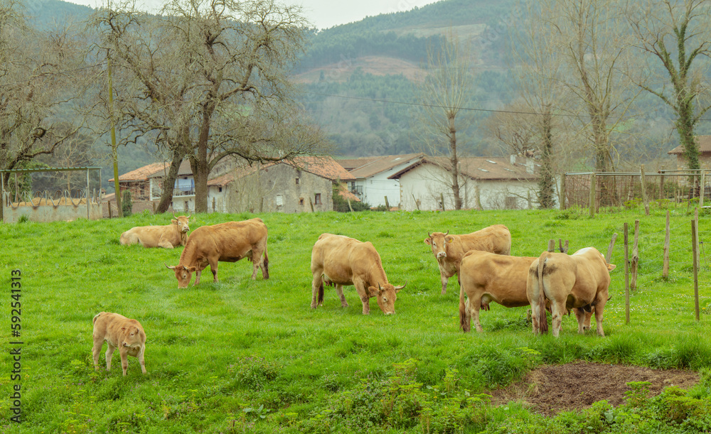 Group of cows on field with country houses in background. Cantabria, Spain Group of cows on field with country houses in background. Cantabria, Spain