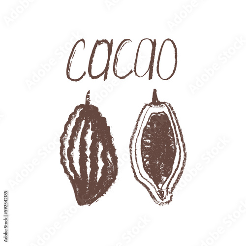 Cocoa bean icon. Hand drawn sketch vector Cacao beans. Cocoa beans isolated. Symbol Bean-to-Bar cacao. Organic product doodle for cafe, label chocolate, cocoa butter badge. Plant part for logo design.