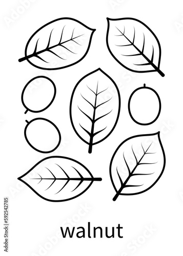 Walnut leaves and walnut fruits vector linear icons. Isolated collection of line icon walnut leaves on white background.