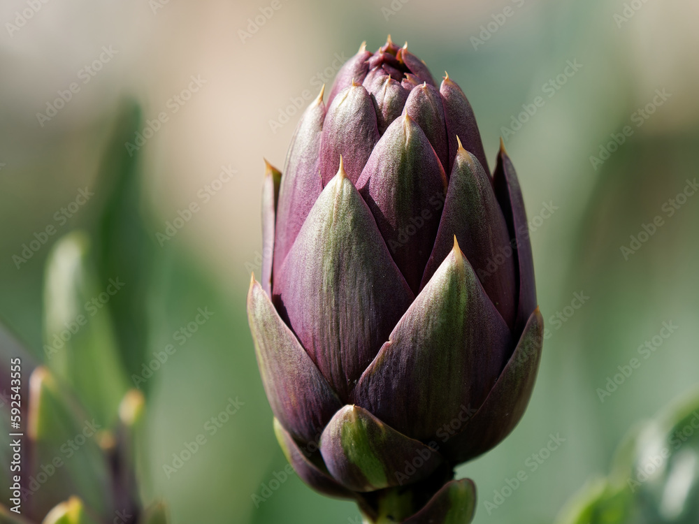 Fresh ripe artichocks in german slow food garden Fresh ripe artichocks in german slow food garden