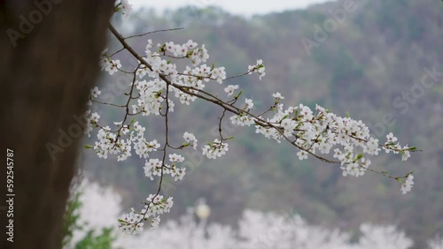한국 벚꽃