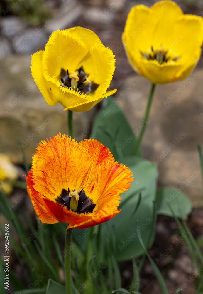 Yellow and orange tulips flowers blooming in a garden Yellow and orange tulips flowers blooming in a garden