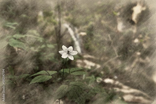 Watercolor of white flower grown in the woods