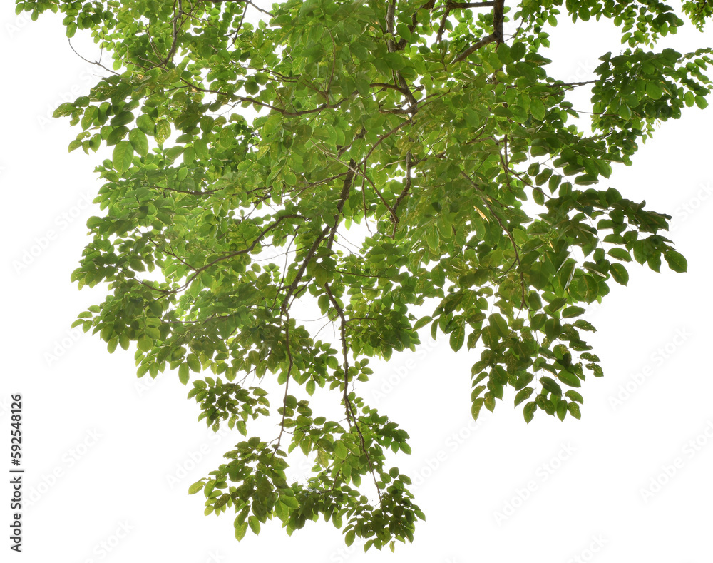Branches with green leaves for decoration, foreground nature concept isolated on transparent background. Branches with green leaves for decoration, foreground nature concept isolated on transparent background.