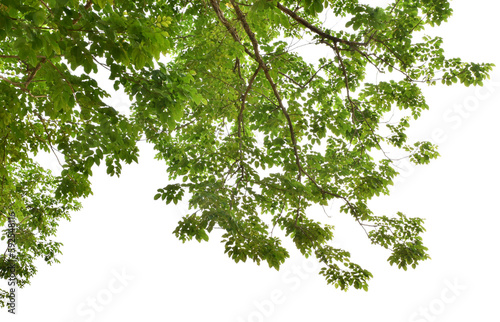 Branches with green leaves for decoration, foreground nature concept isolated on transparent background. photo