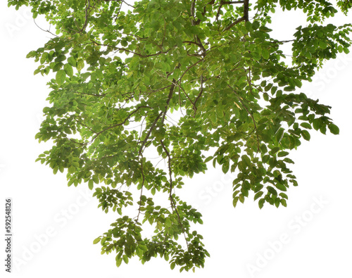 Branches with green leaves for decoration, foreground nature concept isolated on transparent background.
