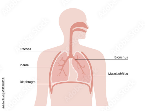 Pleura anatomical poster