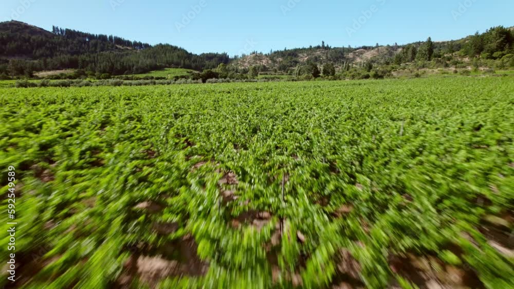 Dolly in between vines in trellis formation, blur effect with mountains in the background, Maule Valley, Chile. Dolly in between vines in trellis formation, blur effect with mountains in the background, Maule Valley, Chile.