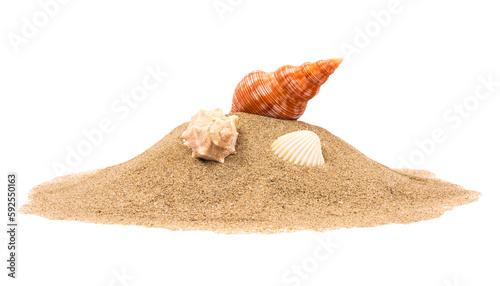 Isolated seashell on sand photo