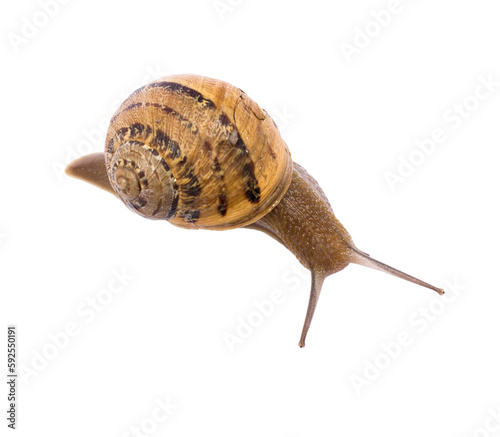 Snail on isolated background
